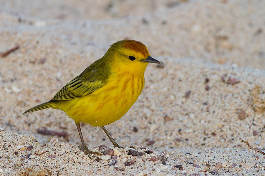 Galapagos yellow warbler