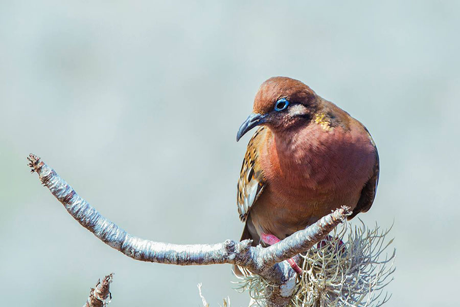 Galapagos dove