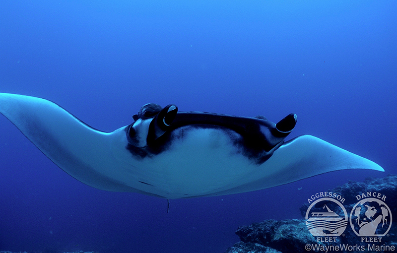 Manta season in Galapagos