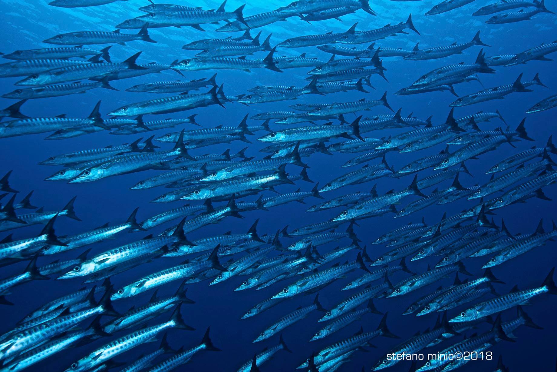 Large school of Barracuda in Halmahera