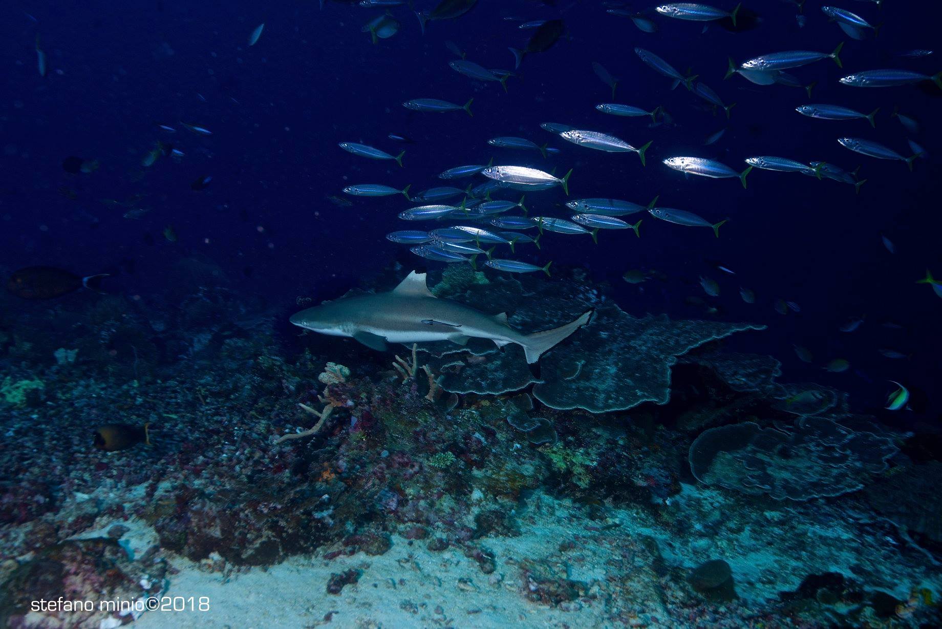 Black tip shark in Halmahera