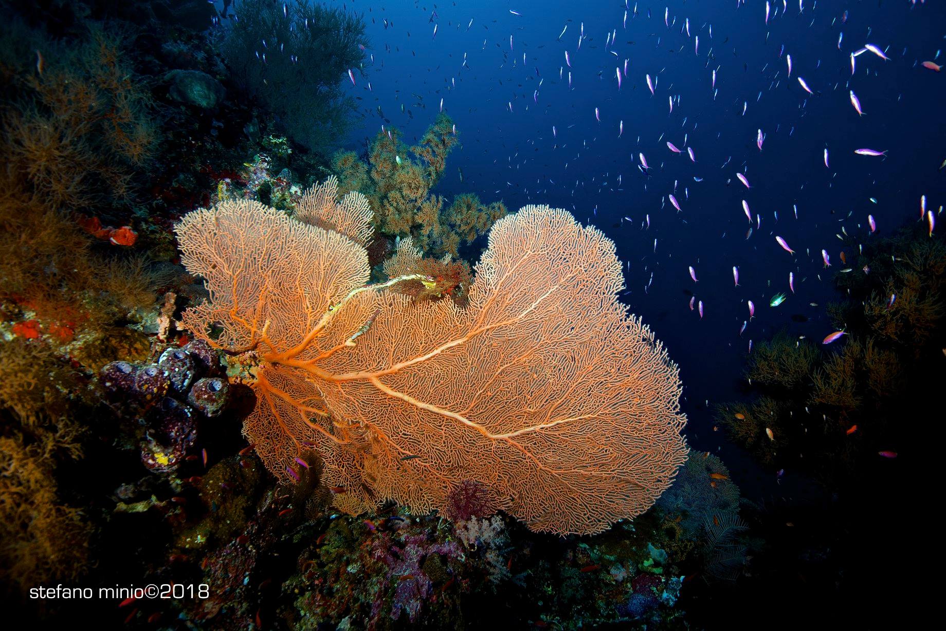 Giant gorgonia Halmahera