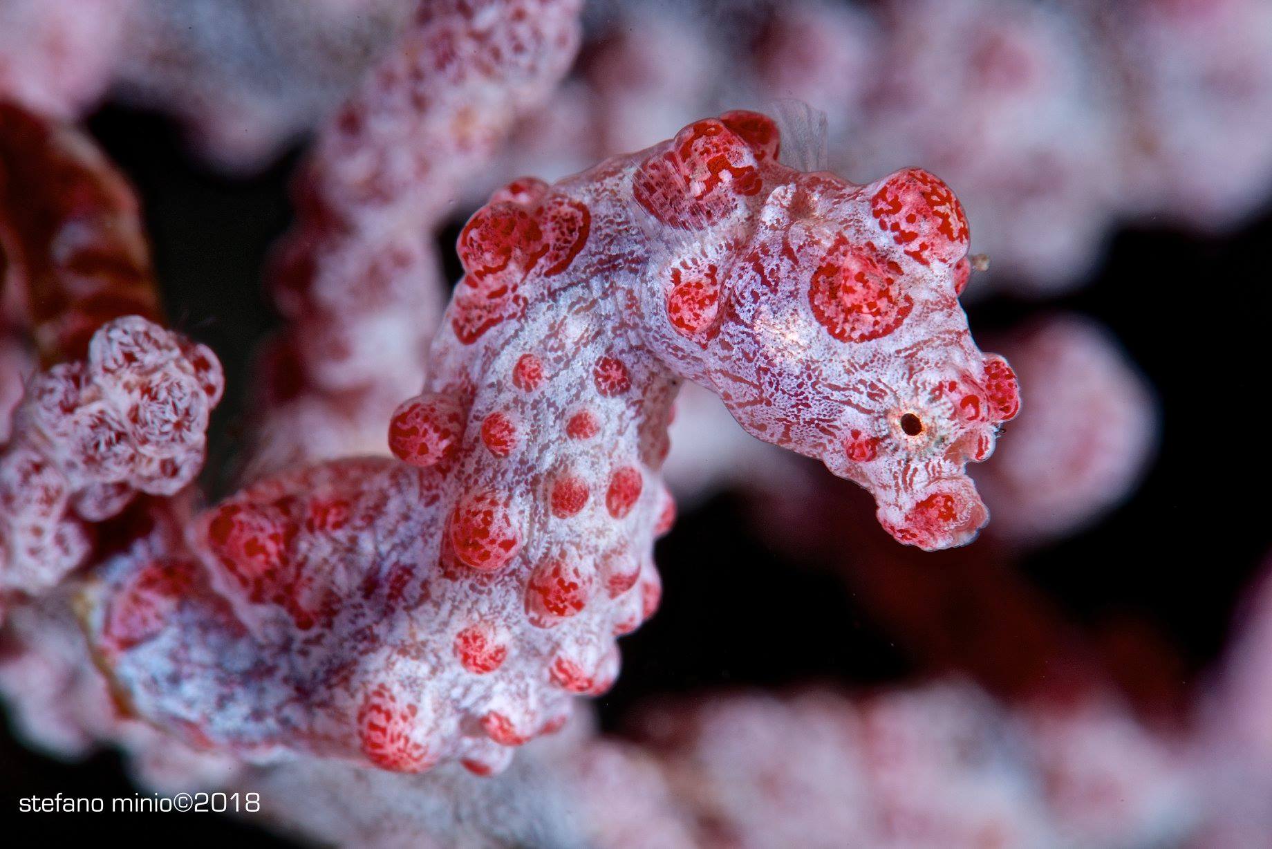 Denise's pygmy seahorse in gorgonia in Halmahera