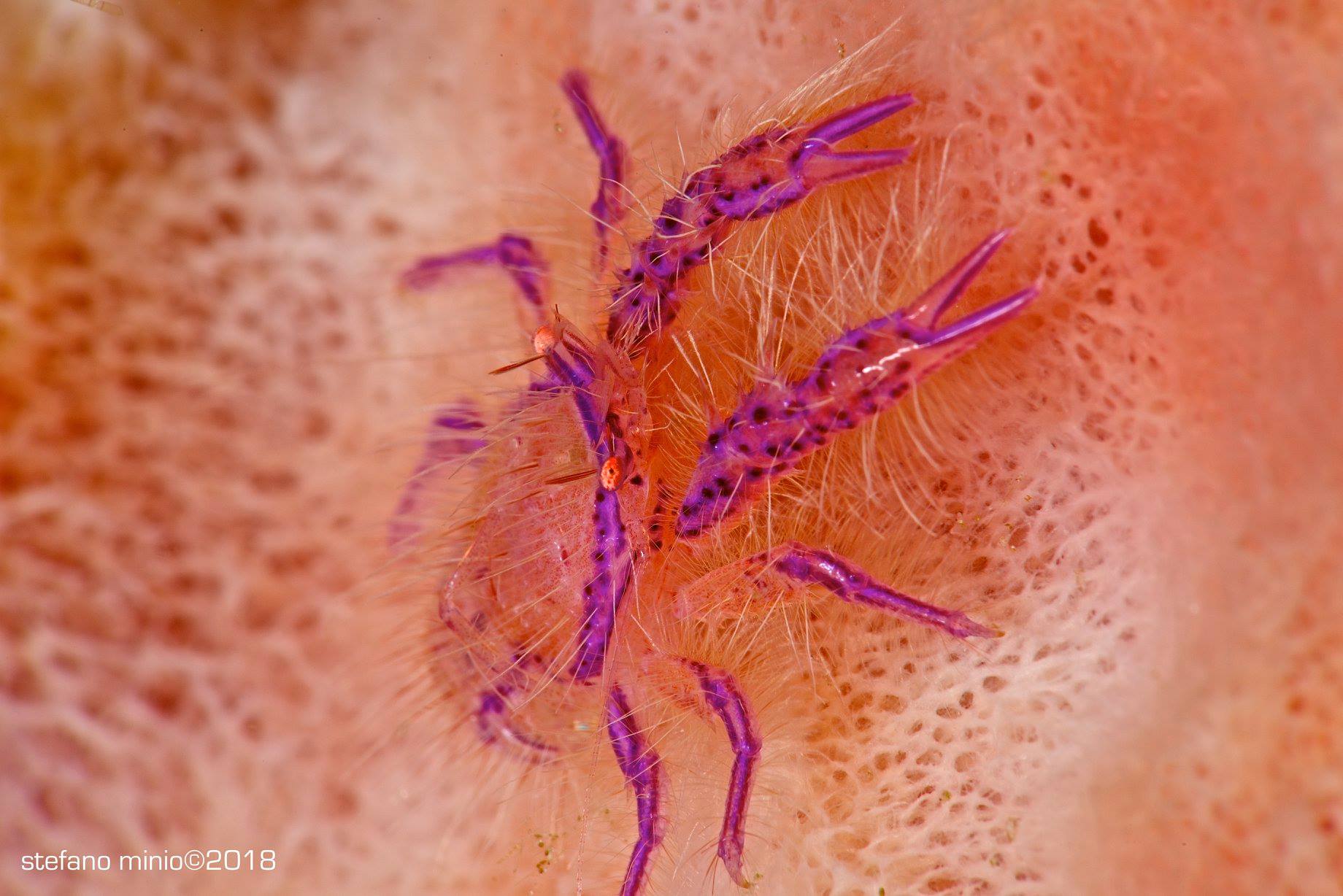 Hairy squat lobster in Halmahera