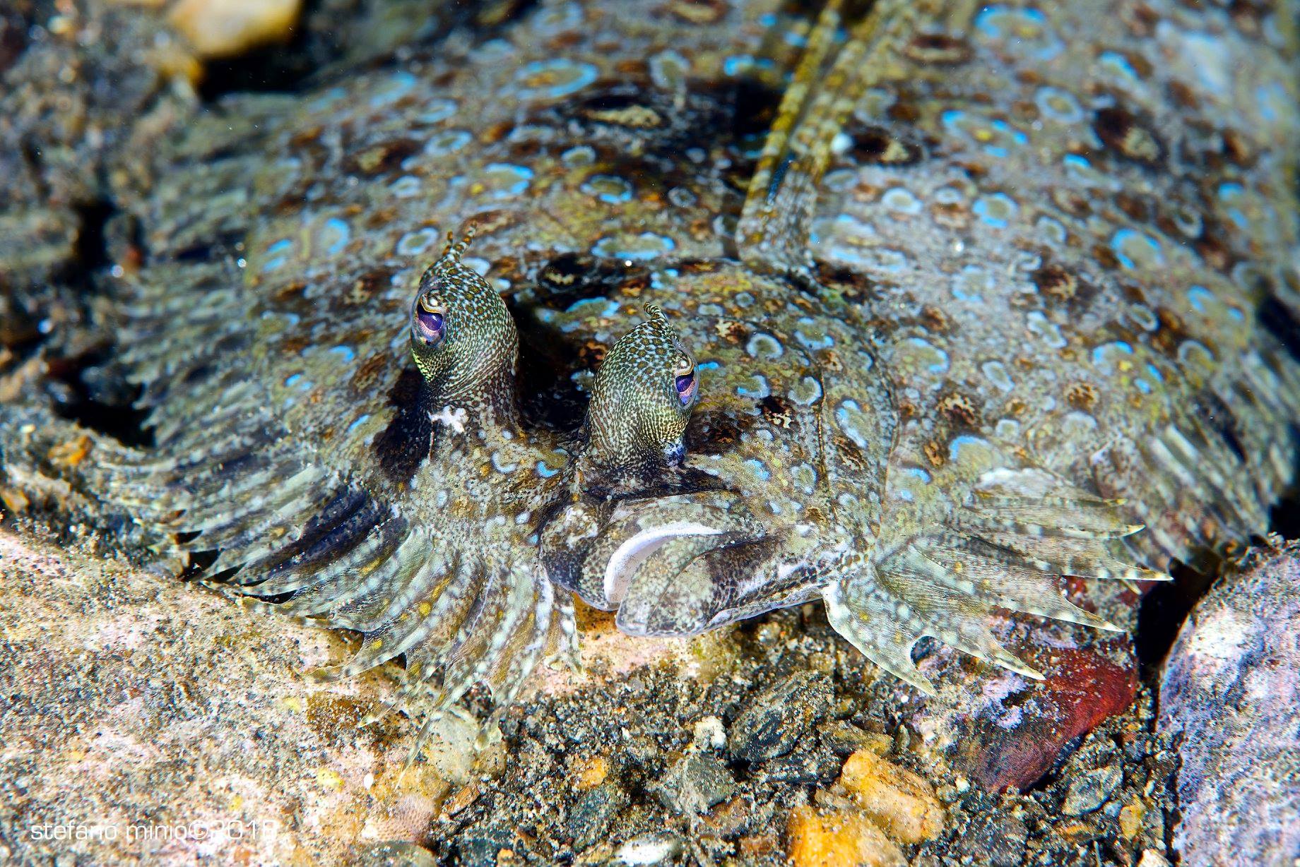 Halmahera's Leopard Flounder