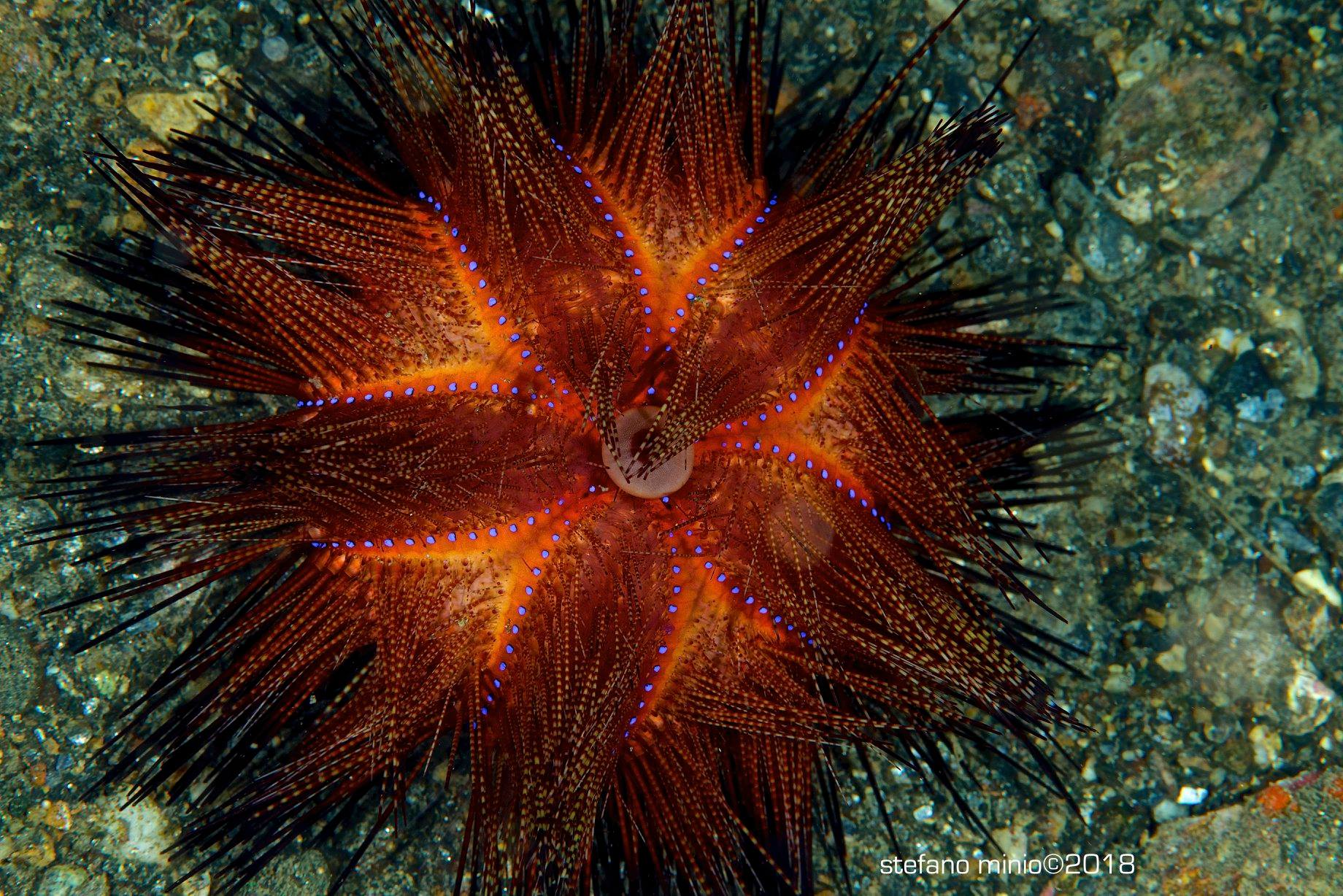 Fire urchin in Halmahera