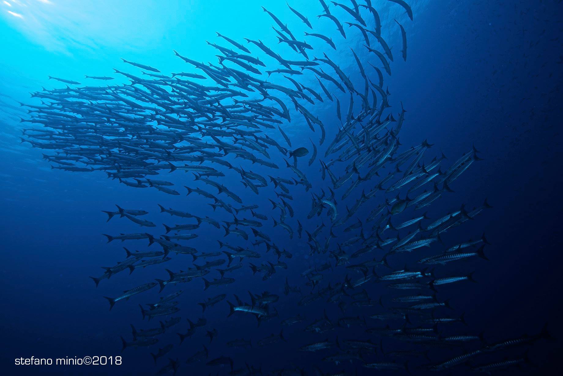 Shoal of Barracuda at Halmahera