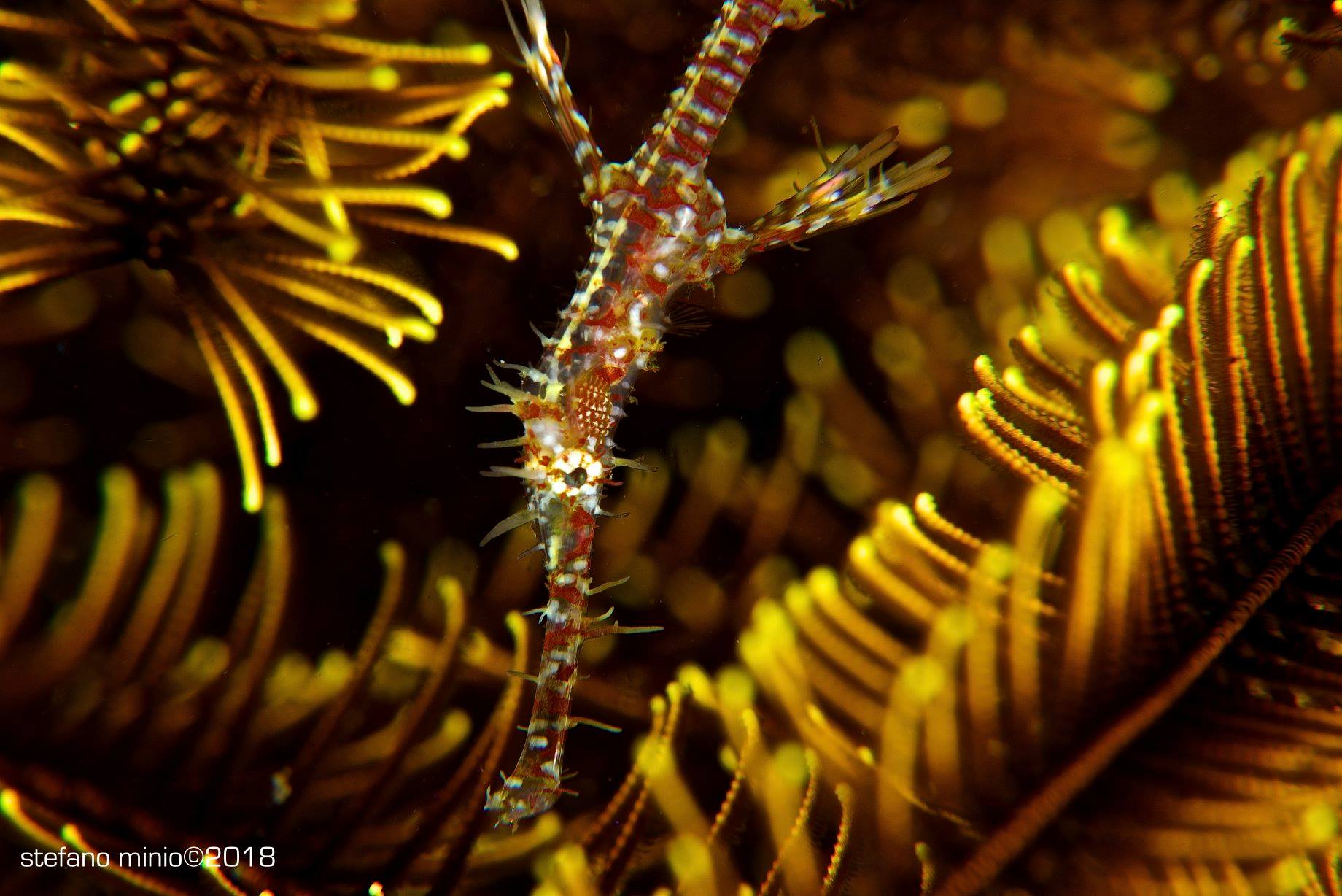 Halmahera's ghost pipefish