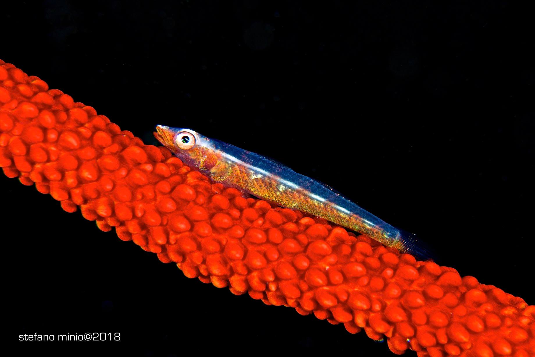 Halmahera's coral fish