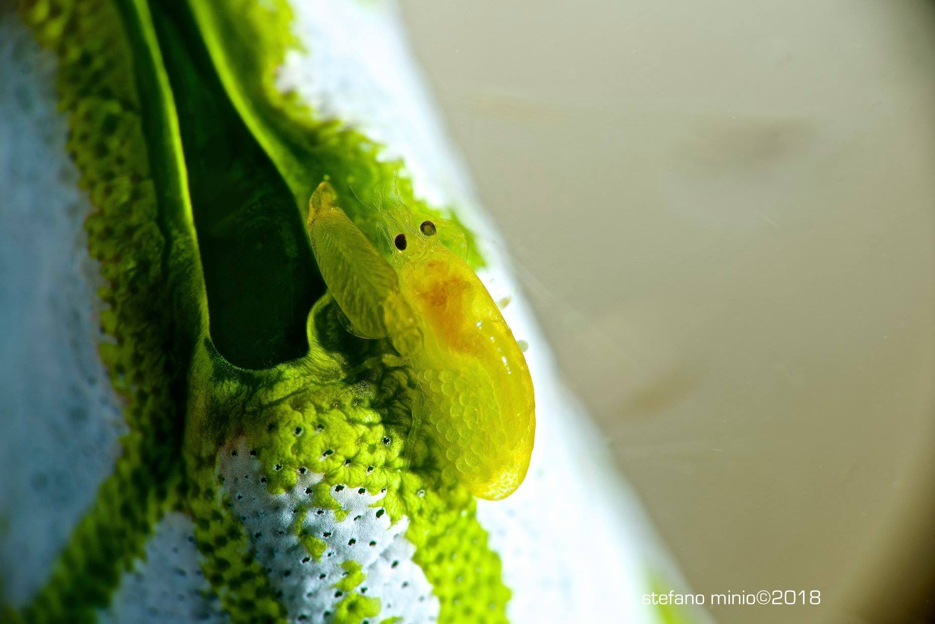 Shrimp mimics tunicate at Halmahera