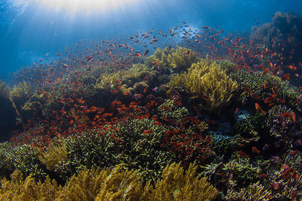 House reef of Kalimaya Dive Resort