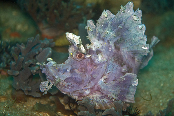 Rhinopias eschmeyeri at Kalimaya Dive Resort