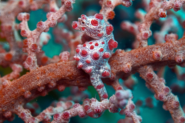 Denise pygmy seahorse at Kalimaya Dive Resort