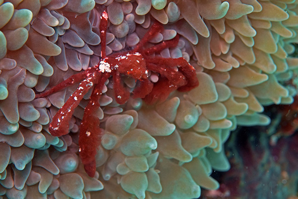 Orangutang crab at Kalimaya Dive Resort