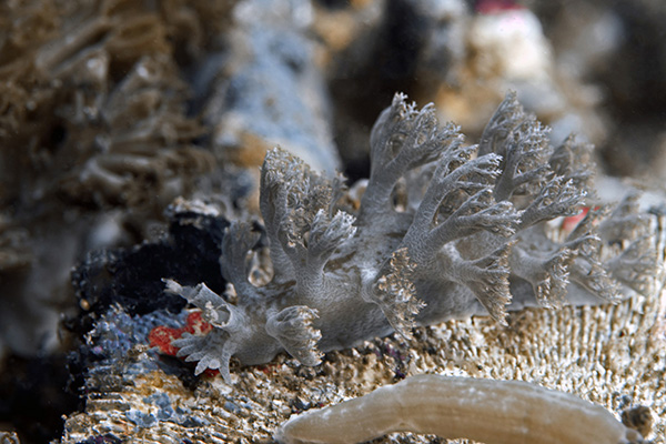 Dendronotus at Kalimaya Dive Resort