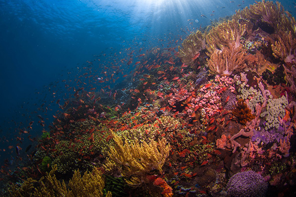 Wide angle underwater photography at Kalimaya Dive Resort