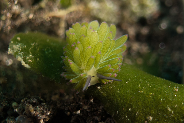 Macro underwater photography at Kalimaya Dive Resort