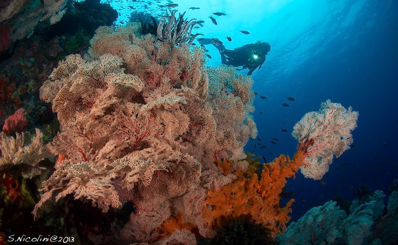 Coral reef in Komodo National Park