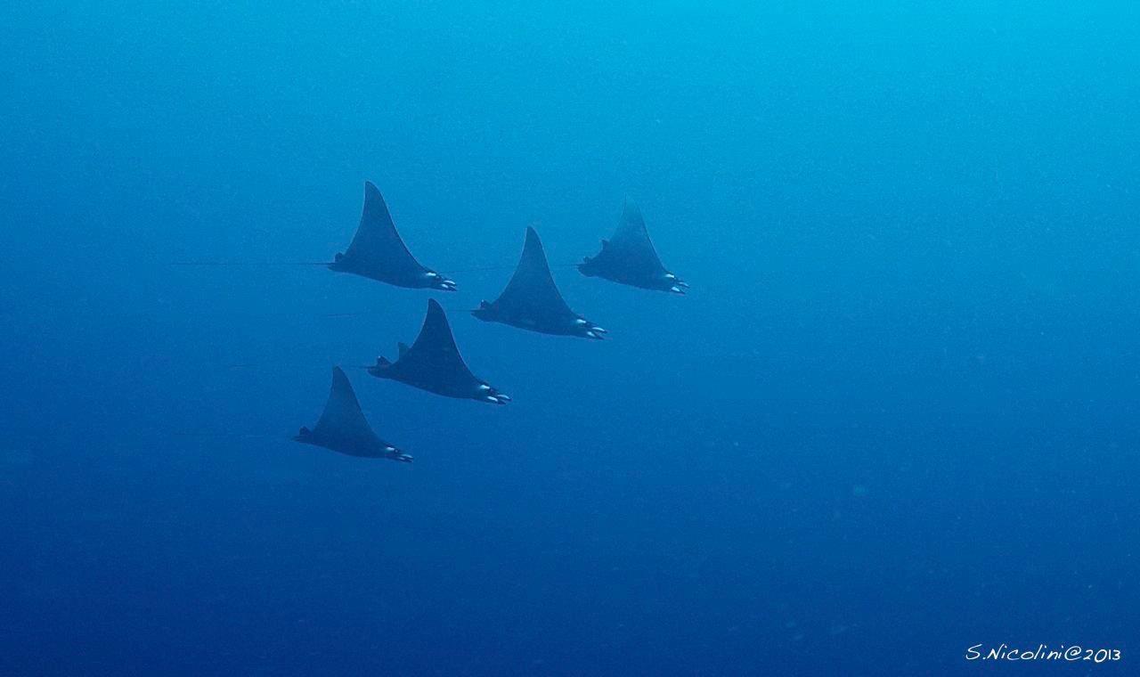 Mobula squadron in Komodo National Park