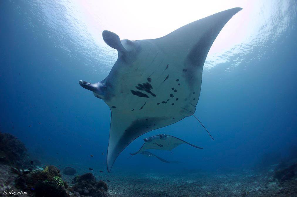 Mantarays at Komodo National Park