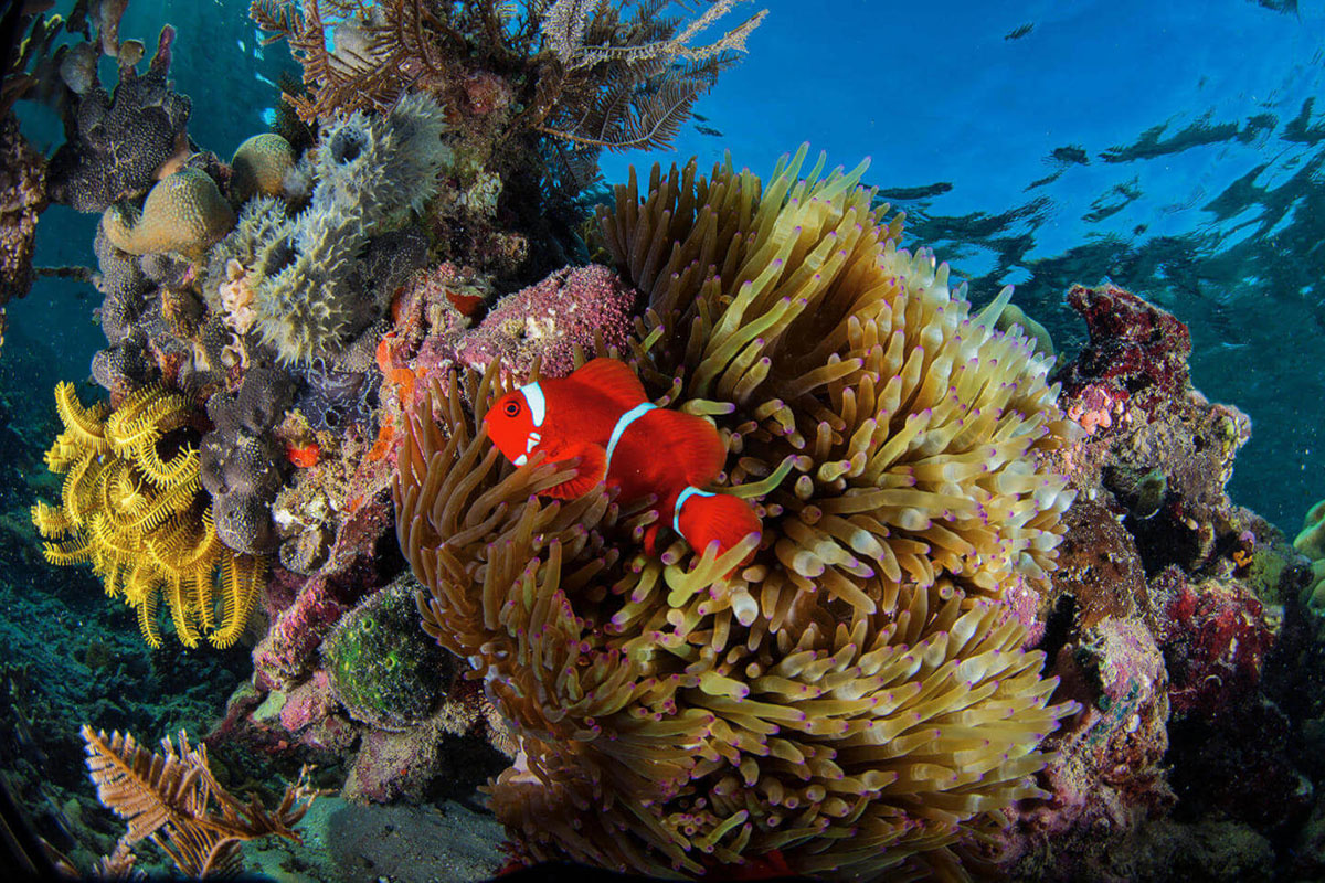 House reef at Komodo Resort