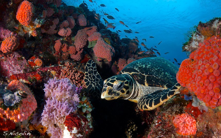 Diving at Komodo Resort