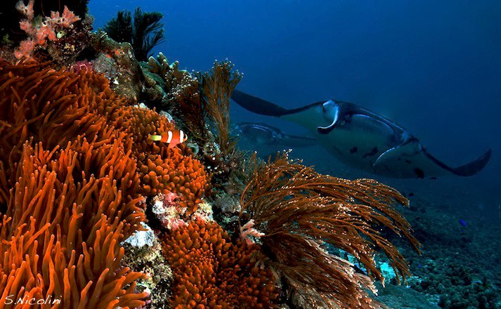 Diving at Komodo Resort