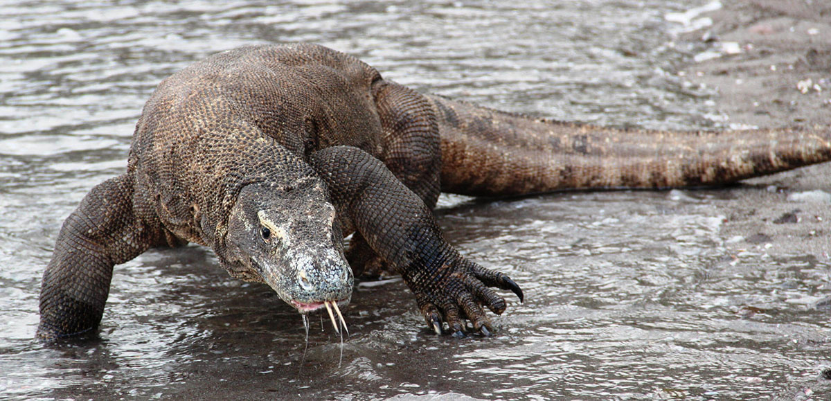 Varanus komodoensis or Komodo dragon wandering in a wild beach