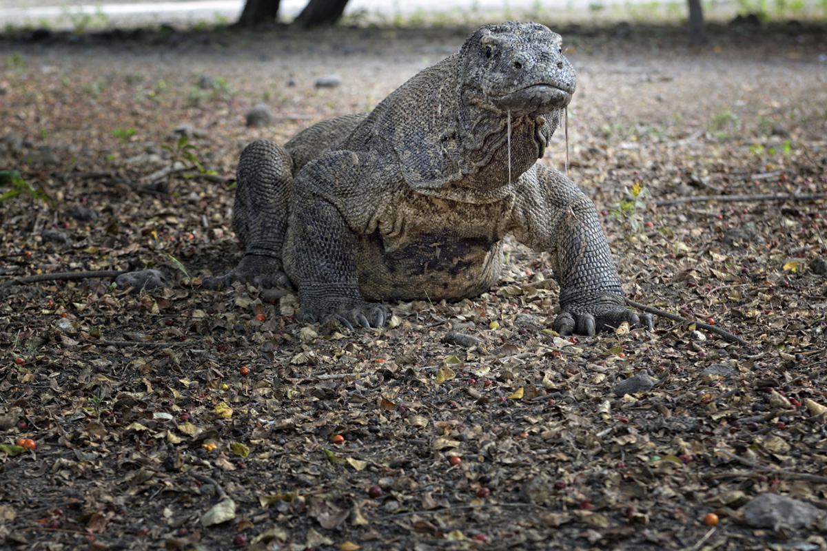 Varanus komodoensis at the Komodo National Park