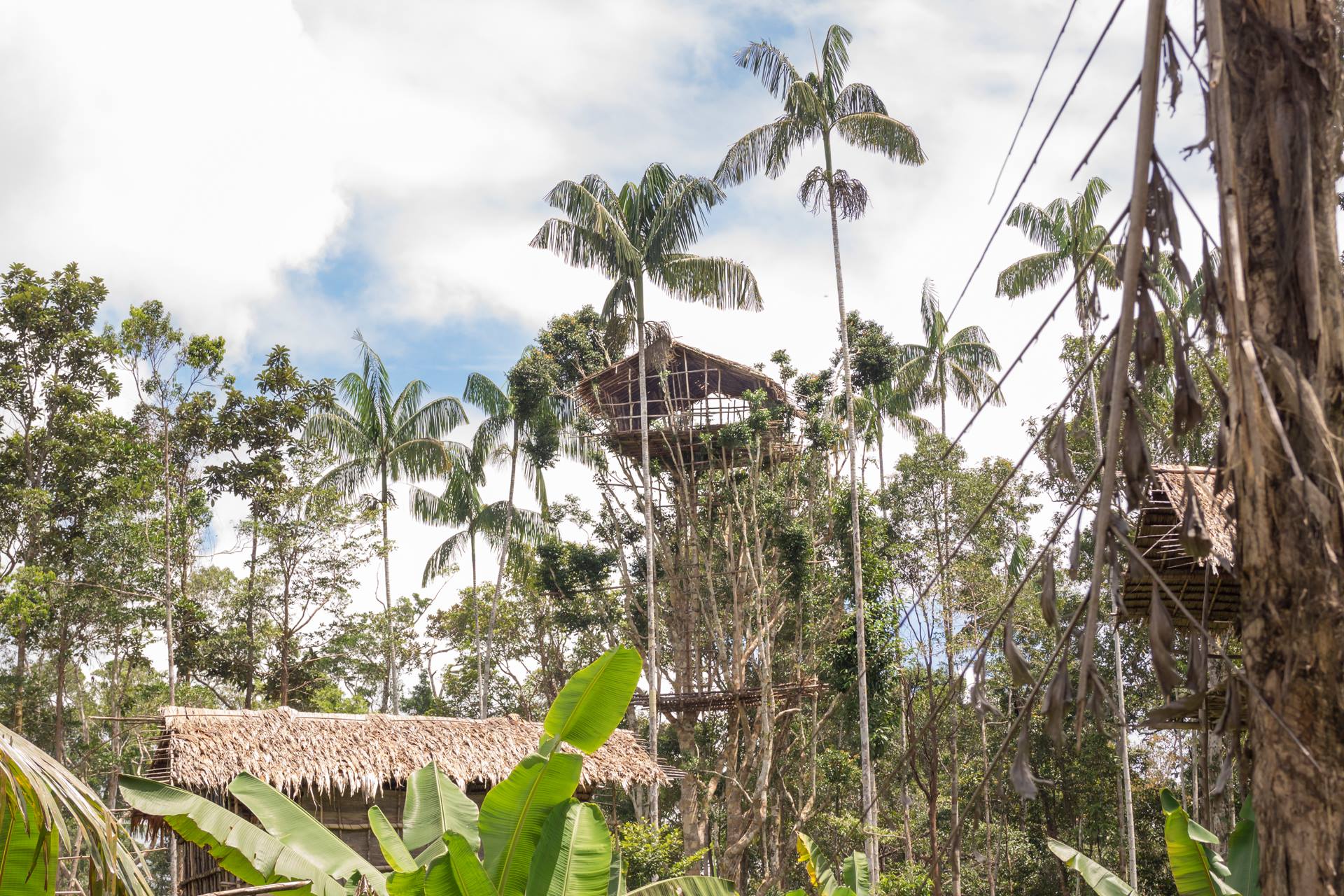 Korowai people build huts on tree follage