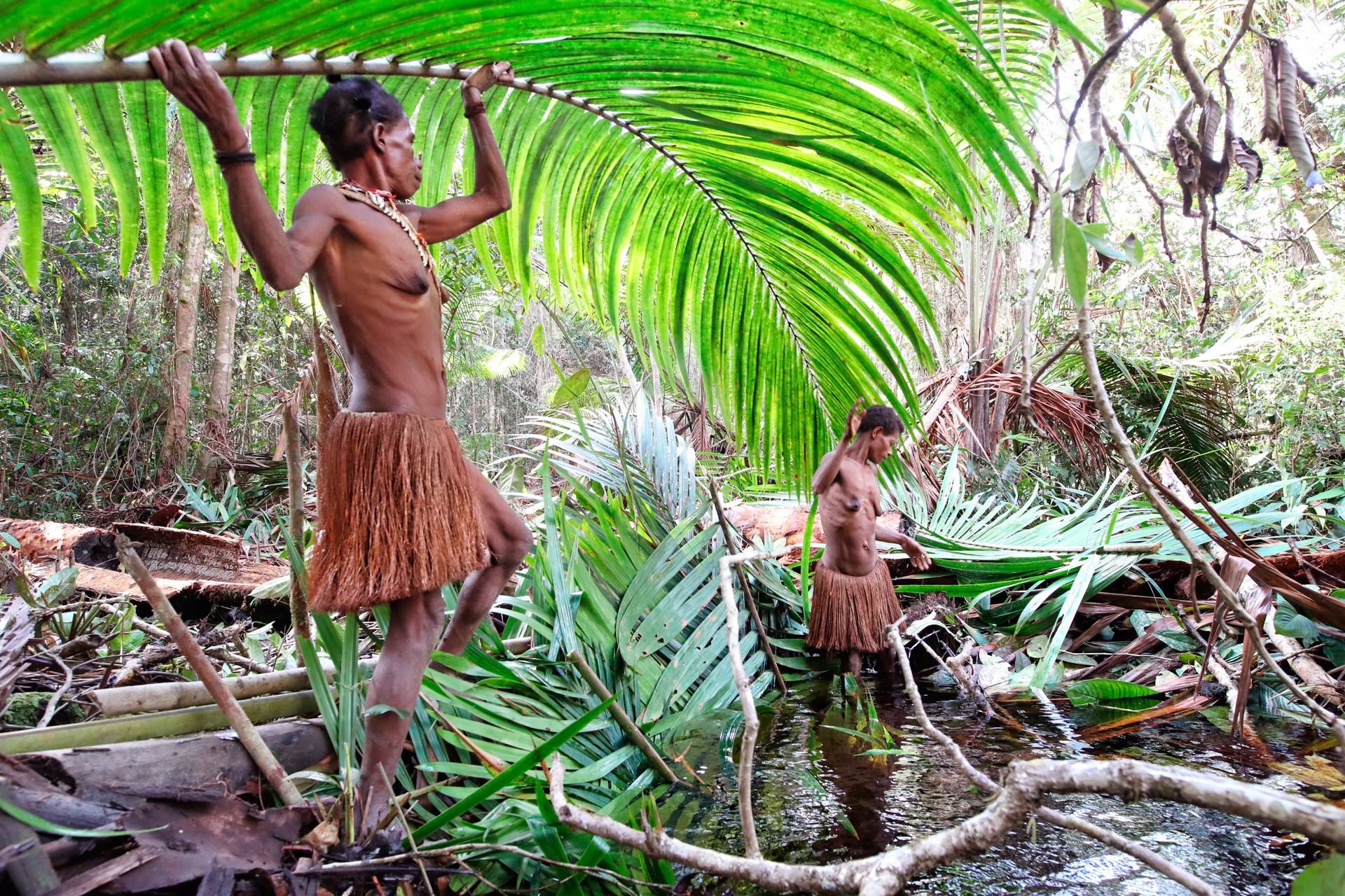 Korowai people are hunters, gatherers, and nomads