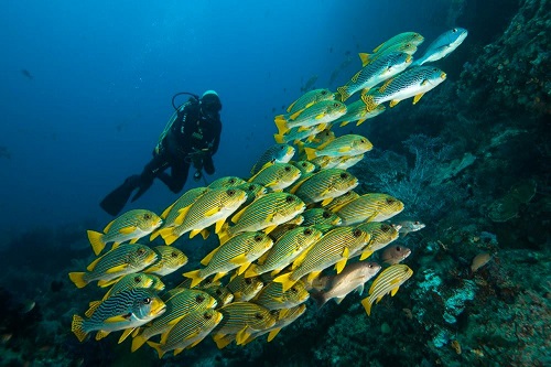 School of yellow-ribbon sweetlips and diver in Raja Ampat