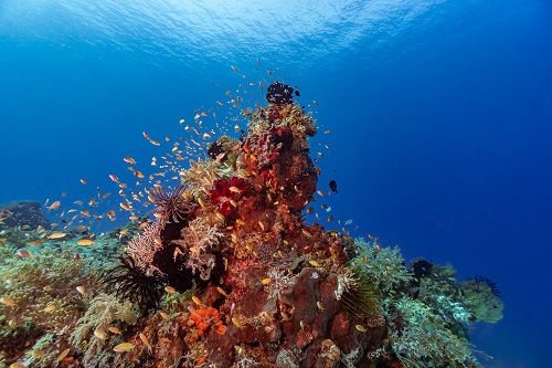 Diving at Kusu Resort in Halmahera