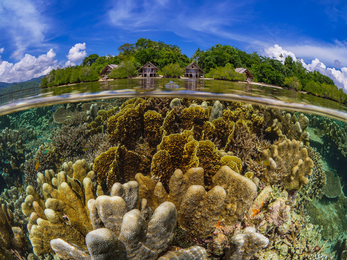 House reef of Kusu Resort