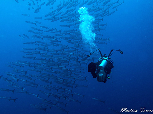 Scuba diver and school of Barracuda