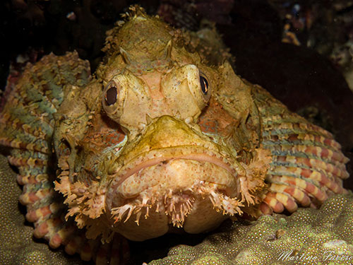 Halmahera's bearded scorpionfish