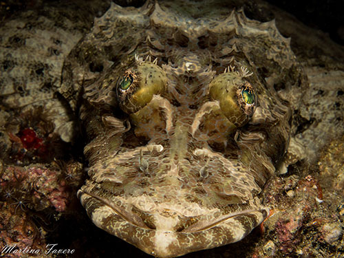 Halmahera's crocodilefish