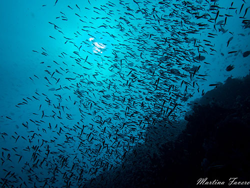 Coral reef fish in Halmahera