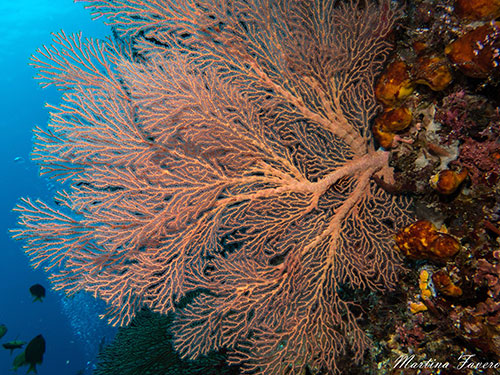 Halmahera's gorgonia