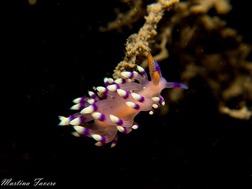 Halmahera's Flabellina nudibranch