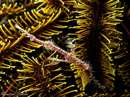 Halmahera's ornate ghost pipefish