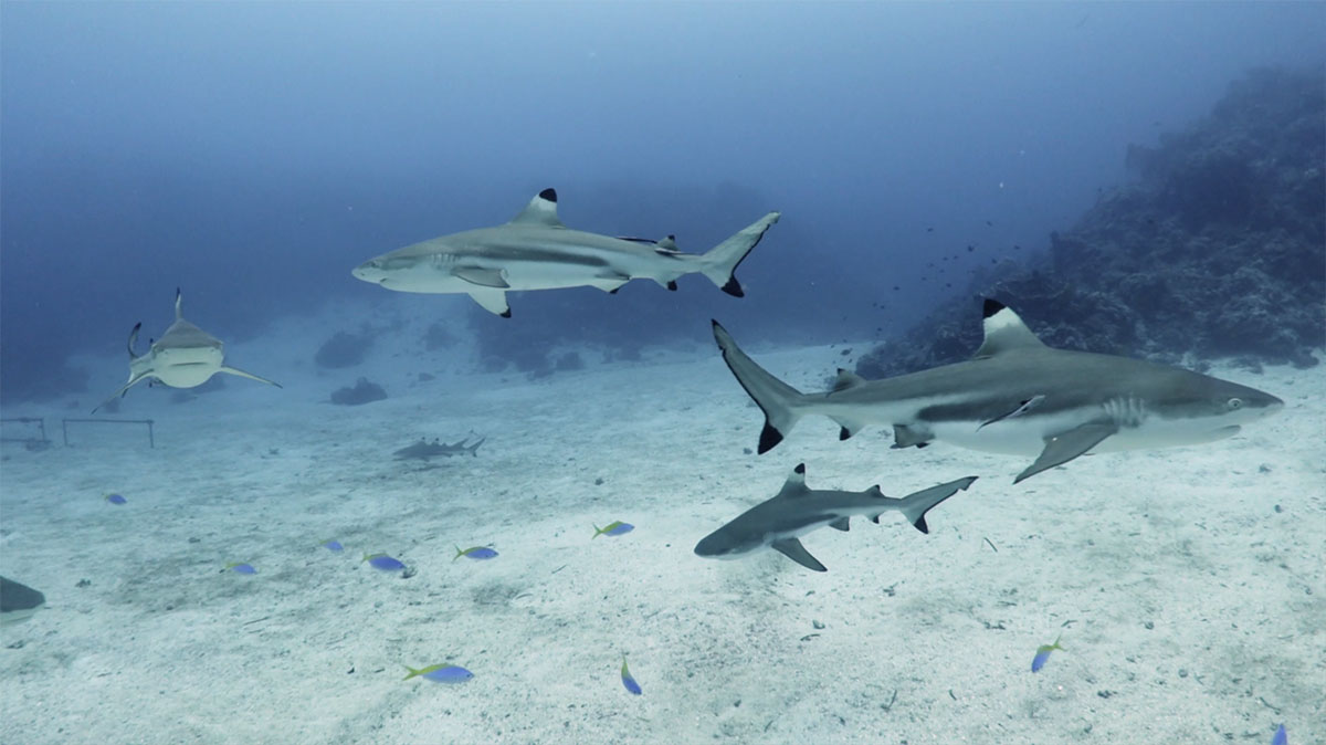 Diving with sharks at Metita Resort, Indonesia