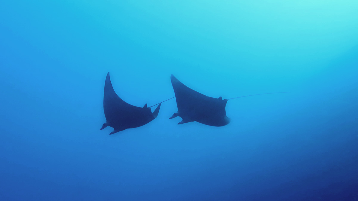 Diving with mantas at Metita Resort, Indonesia