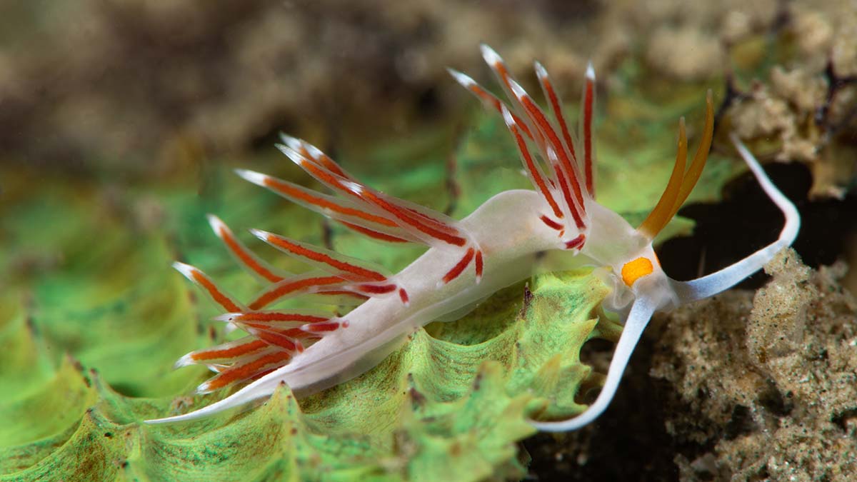 Nudibranchs at Metita Resort, Indonesia