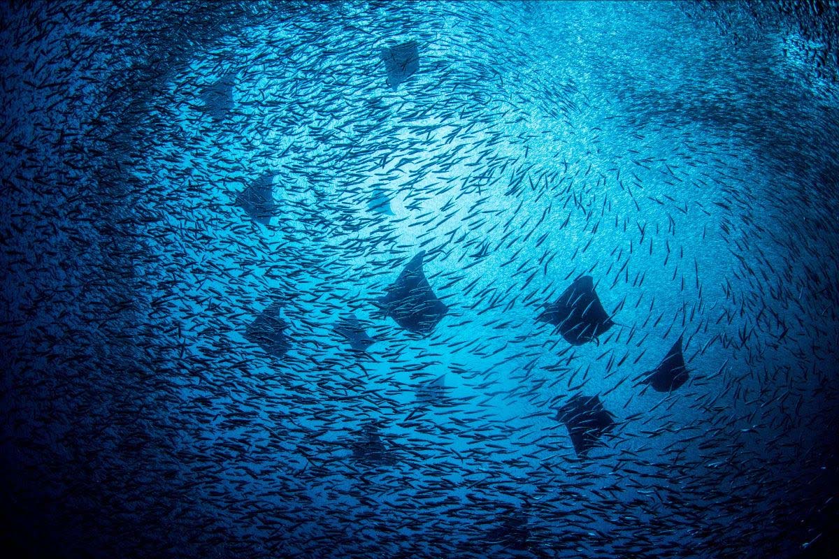 Manta Sanctuary at Misool Eco Resort