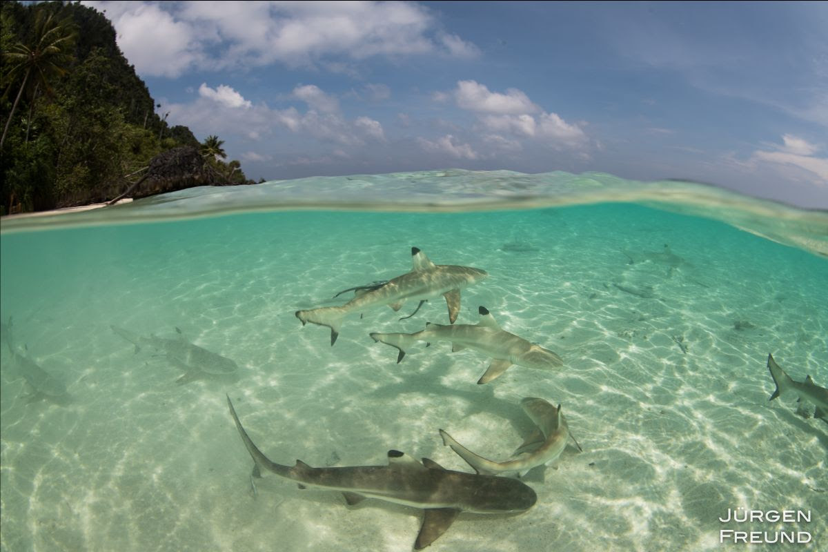 Shark Sanctuary at Misool Eco Resort