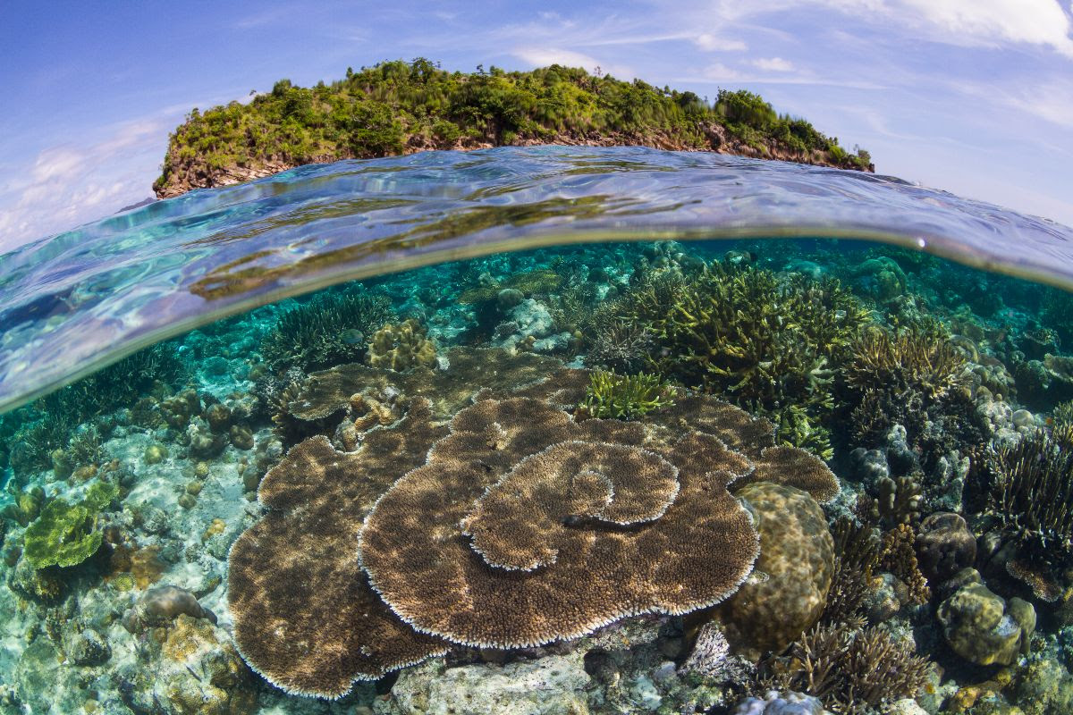 Protected house reef at Misool Eco Resort