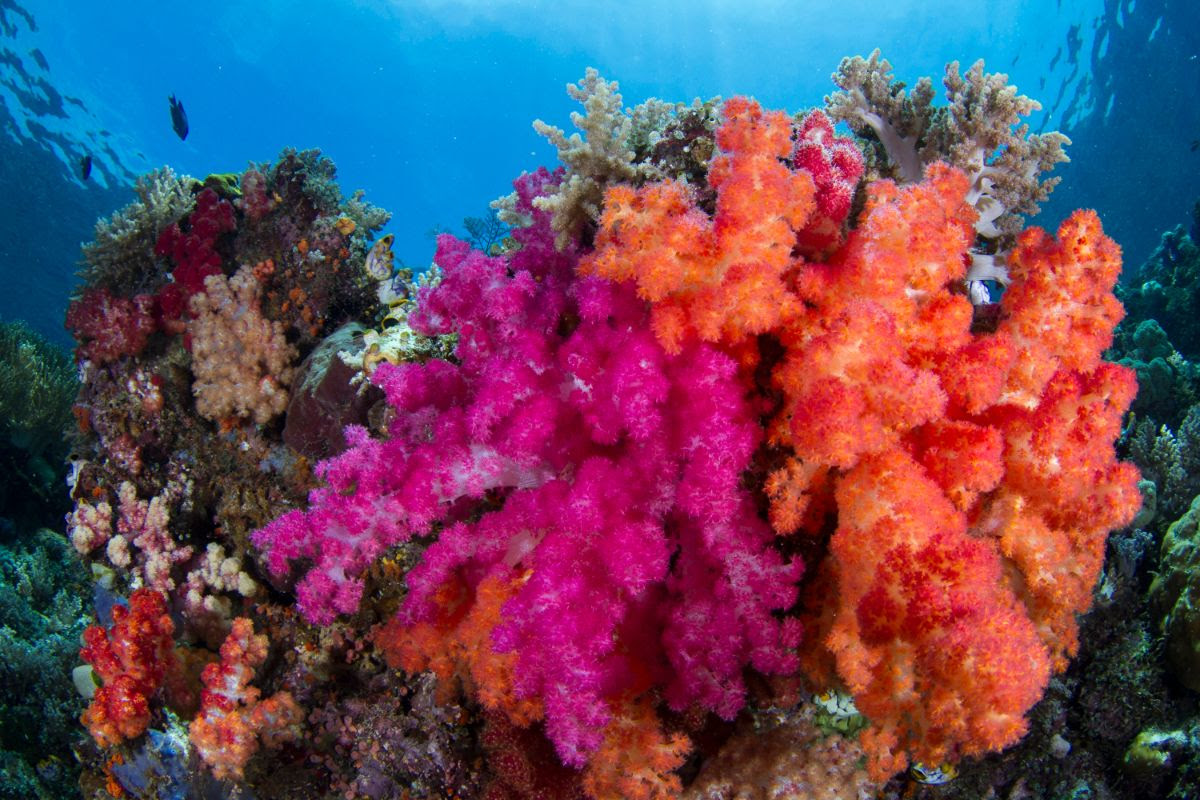 Protected coral reef at Misool Eco Resort