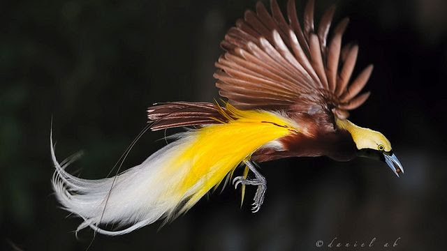 Bird watchig at Misool Eco Resort