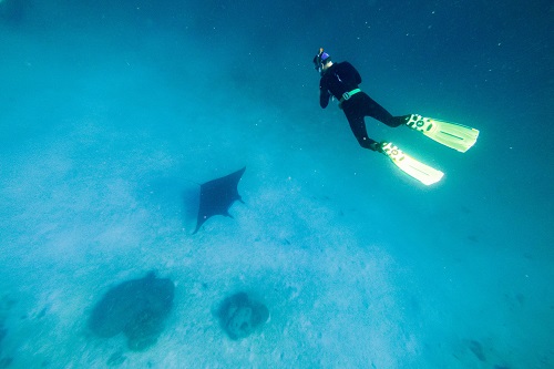 Nataraja Yacht manta ray snorkeling